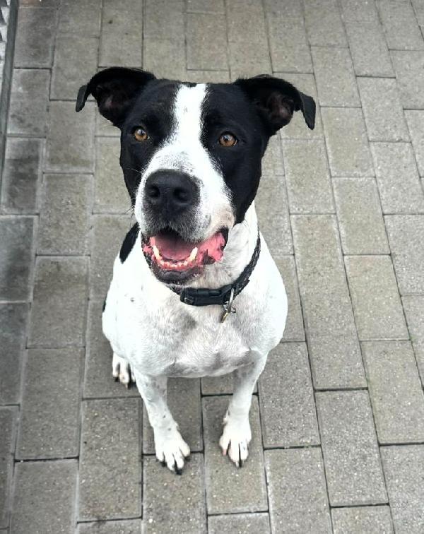 BLACK GENTILCANE Foto 3